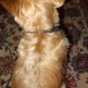 Reflective dog collar -Fishtail Weave